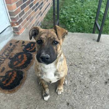 Rescue Pit Bull Terrier Dogs for Adoption in Brainerd, Minnesota - Tigress | PetCurious