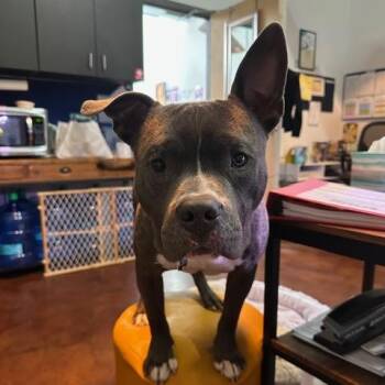 Pufferfish -  Pit Bull Terrier Dog for Adoption in Chicago, Illinois - Pufferfish | PetCurious