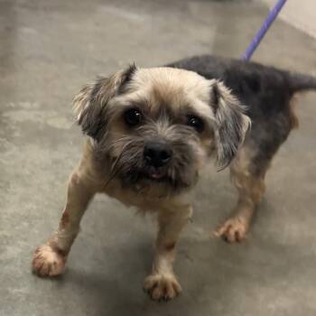 York Man -  Yorkshire Terrier and Mixed Breed Dog for Adoption in Manhattan, Kansas - York Man | PetCurious