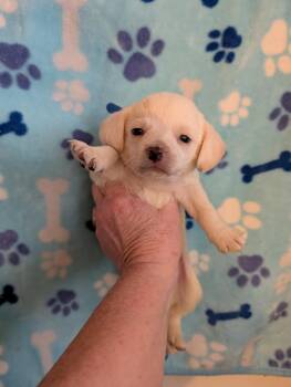 Rescue Dachshund Dogs for Adoption in Pemberton Township, New Jersey - FROSTY | PetCurious