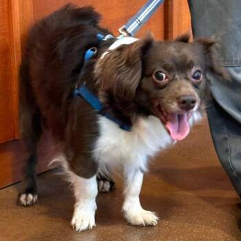 Rusty -  Papillon and Mixed Breed Dog for Adoption in Lynchburg, Virginia - Rusty | PetCurious