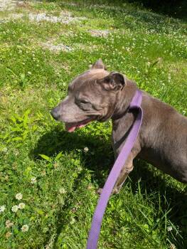 Pit Bull Terrier Dogs Available for Adoption in Petersburg, Virginia - Odessa | PetCurious