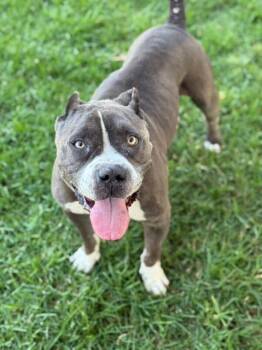 Pit Bull Terrier Dogs Available for Adoption - HARVEY | PetCurious
