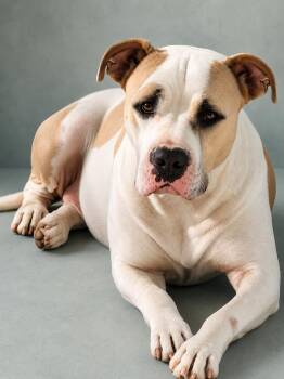 Claudette -  American Bulldog Dog for Adoption in Nahunta, Georgia - Claudette | PetCurious