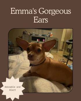 Rescue Chihuahua Dogs for Adoption in Mesa, Arizona - Emma | PetCurious