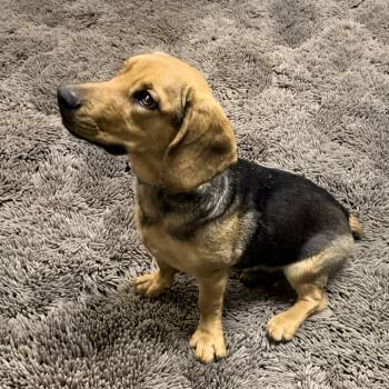 Beagle and Basset Hound Dogs Available for Adoption in Wichita, Kansas - Fiona | PetCurious