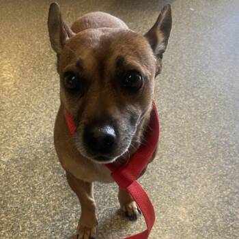 IVHS-Stray-140683 -  Chihuahua and Dachshund Dog for Adoption in San Gabriel, California - IVHS-Stray-140683 | PetCurious