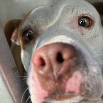 Pit Bull Terrier Dogs Available for Adoption in Greensboro, North Carolina - Byrdman | PetCurious