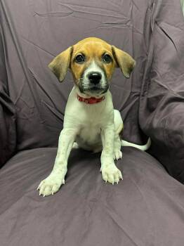 Shepherd Dogs Available for Adoption - Hank Williams Jr | PetCurious