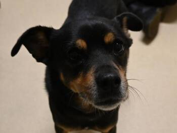 Jake -  Chihuahua and Terrier Dog for Adoption in Portland, Oregon - Jake | PetCurious