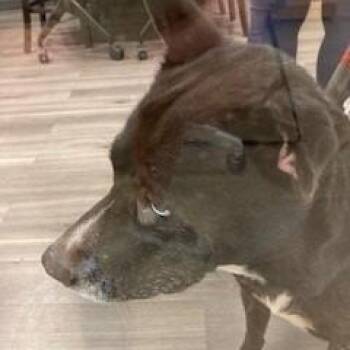 Juno -  Mixed Breed and Husky Dog for Adoption in York, Pennsylvania - Juno | PetCurious