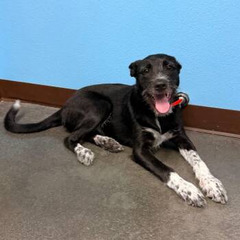 Kix -  German Shepherd Dog and Australian Cattle Dog Blue Heeler Dog for Adoption in Idaho Falls, Idaho - Kix | PetCurious