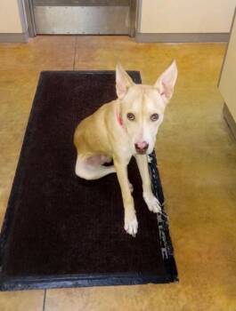 Sinclair -  Pit Bull Terrier and Husky Dog for Adoption in Austin, Minnesota - Sinclair | PetCurious