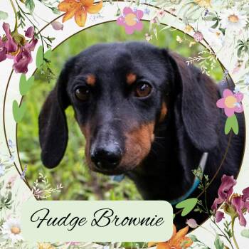 Dachshund Dogs Available for Adoption in San Antonio, Texas - Fudge Brownie | PetCurious