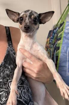 Betty -  Chihuahua Dog for Adoption in Tifton, Georgia - Betty | PetCurious