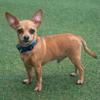 Puppy Lee -  Chihuahua and Mixed Breed Dog for Adoption in Parkersburg, West Virginia - Puppy Lee | PetCurious