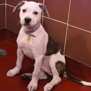 Mixed Breed Dogs Available for Adoption in Port Washington, New York - Snicker | PetCurious