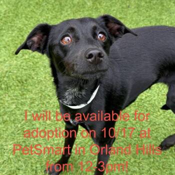 Trixie -  Mixed Breed Dog for Adoption in Matteson, Illinois - Trixie | PetCurious