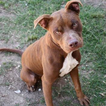 Oso -  Pit Bull Terrier Dog Available for Adoption in Austin, Texas - Oso | PetCurious