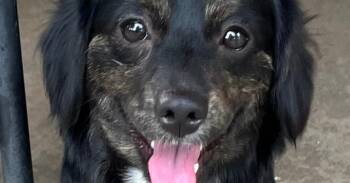 Benny D -  Aussiedoodle Dog for Adoption in Blanchard, Oklahoma - Benny D | PetCurious