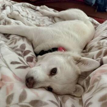 Pomeranian Dogs Available for Adoption - Hula | PetCurious