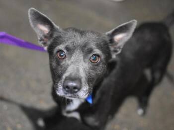 Bruno -  Terrier Dog for Adoption in Portland, Oregon - Bruno | PetCurious