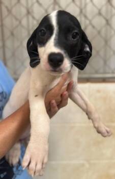 Agnes -  Labrador Retriever and Mixed Breed Dog for Adoption in Morristown, New Jersey - Agnes | PetCurious