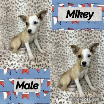 Mikey -  Terrier Dog for Adoption in Manchester, Connecticut - Mikey | PetCurious