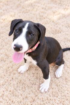 London -  Labrador Retriever Dog for Adoption in Houston, Texas - London | PetCurious