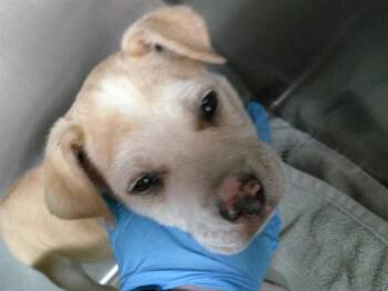 German Shepherd Dog and Mixed Breed Dogs Available for Adoption in Oklahoma City, Oklahoma - A474473 | PetCurious