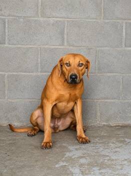 Miller Lite -  Hound Dog for Adoption in Winnsboro, South Carolina - Miller Lite | PetCurious