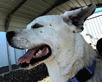 Pit Bull Terrier and Border Collie Dogs Available for Adoption - Tye | PetCurious