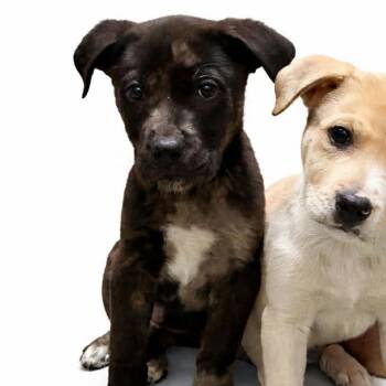Mixed Breed Dogs Available for Adoption in Cumming, Georgia - Burke 22256 | PetCurious