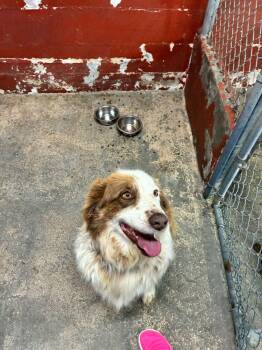 Australian Shepherd Dogs Available for Adoption - Wally | PetCurious