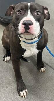 Pit Bull Terrier Dogs Available for Adoption - SNAPPLE | PetCurious