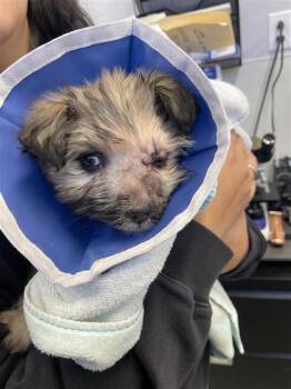 Mixed Breed Dogs Available for Adoption in West Chester, Pennsylvania - Suki Hanna | PetCurious