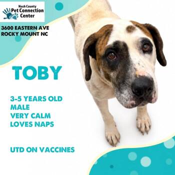 TOBY  Available NOW - ADOPTION or RESCUE! -  Mixed Breed Dog for Adoption in Nashville, North Carolina - TOBY  Available NOW - ADOPTION Or RESCUE! | PetCurious
