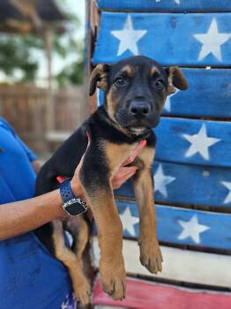 Oscar -  German Shepherd Dog Dog for Adoption in Pleasant Hill, California - Oscar | PetCurious