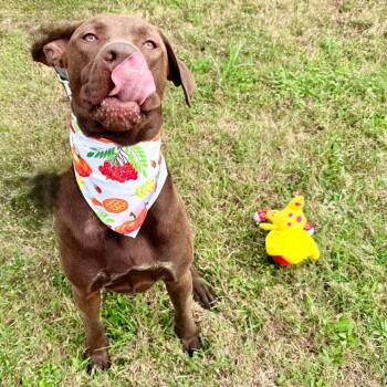 Chocolate Labrador Retriever Dogs Available for Adoption - Slade | PetCurious