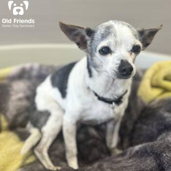 Rescue Chihuahua Dogs for Adoption in Mt. Juliet, Tennessee - Rocky | PetCurious