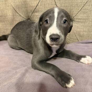 Brooks (20260929-03) -  Labrador Retriever Dog for Adoption in Niagara Falls, Ontario - Brooks (20260929-03) | PetCurious