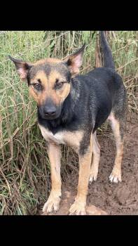 Marigold -  Shepherd Dog for Adoption - Marigold | PetCurious
