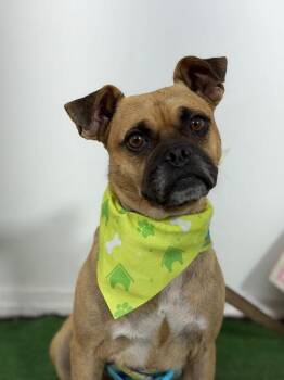 Pugasaurus-One of our Amazing Rescue Dogs -  Pug and Mixed Breed Dog for Adoption in Carlsbad, California - Pugasaurus-One Of Our Amazing Rescue Dogs | PetCurious