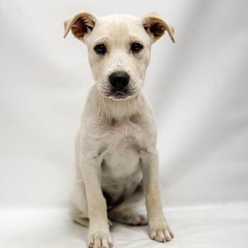 645 (2026) Chicago -  Labrador Retriever and Shepherd Dog Available for Adoption in Parker, Colorado - 645 (2026) Chicago | PetCurious