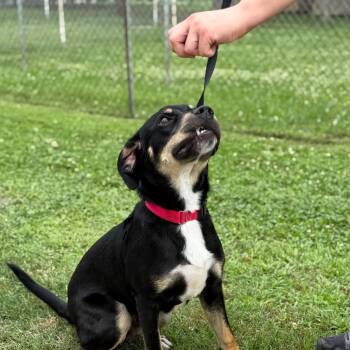 Dobby -  Mixed Breed Dog for Adoption in Tulsa, Oklahoma - Dobby | PetCurious