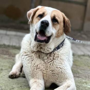Caucasian Sheepdog Caucasian Ovtcharka Dogs Available for Adoption - TIGGER | PetCurious