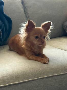 Lillie -  Chihuahua Dog for Adoption in Cleveland, Oklahoma - Lillie | PetCurious