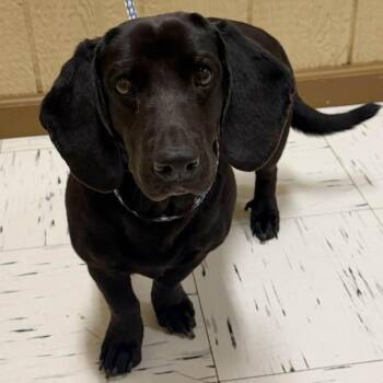 Basset Hound Dogs Available for Adoption in Austin, Texas - Twilight | PetCurious