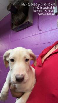 Dogo Argentino and Border Collie Dogs Available for Adoption in Rowlett, Texas - Bette Davis | PetCurious