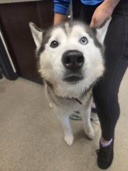 Benny -  Siberian Husky Dog for Adoption in Hamilton, Montana - Benny | PetCurious